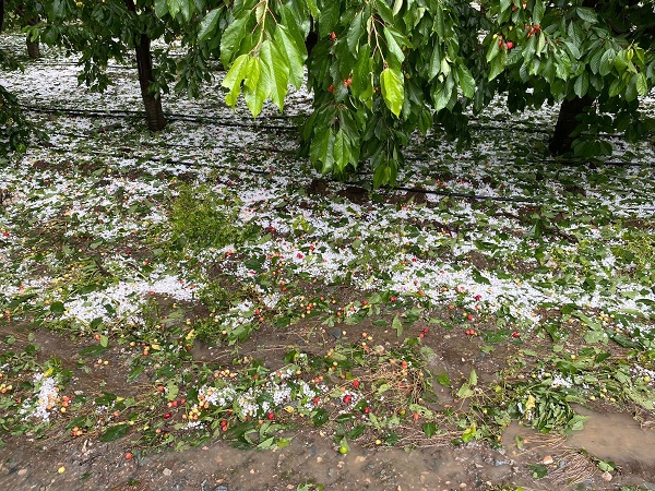 Foto - Dolu meyve ağaçlarını vurdu