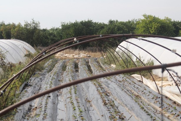 Foto - Dolu ve fırtına tarım alanlarına zarar verdi