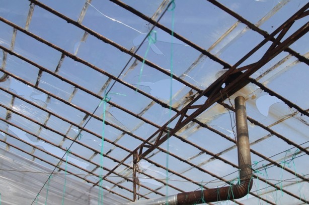 Foto - Dolu ve fırtına tarım alanlarına zarar verdi