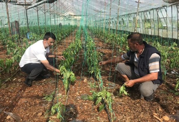 Foto - Dolu ve fırtına tarım alanlarına zarar verdi