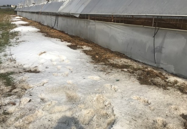 Foto - Dolu ve fırtına tarım alanlarına zarar verdi