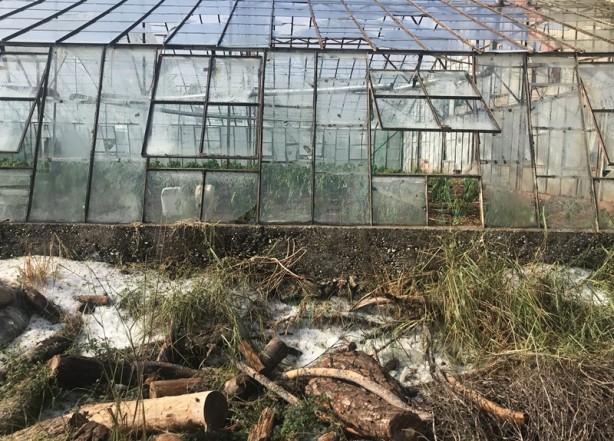 Foto - Dolu ve fırtına tarım alanlarına zarar verdi