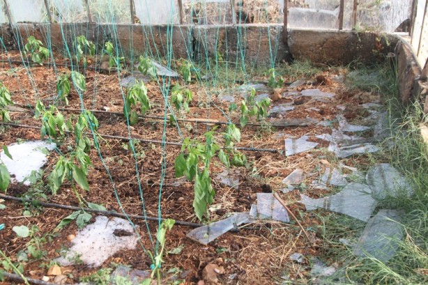 Dolu ve fırtına tarım alanlarına zarar verdi