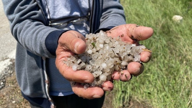 Foto - Dolu yağışı bitkileri vurdu