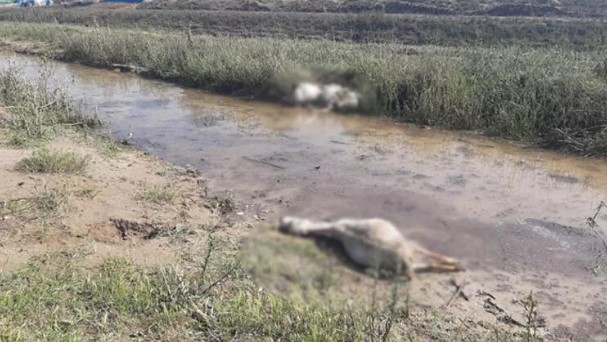 Foto - Dolu yağışı tarım arazilerini dümdüz, koyunları telef etti! 