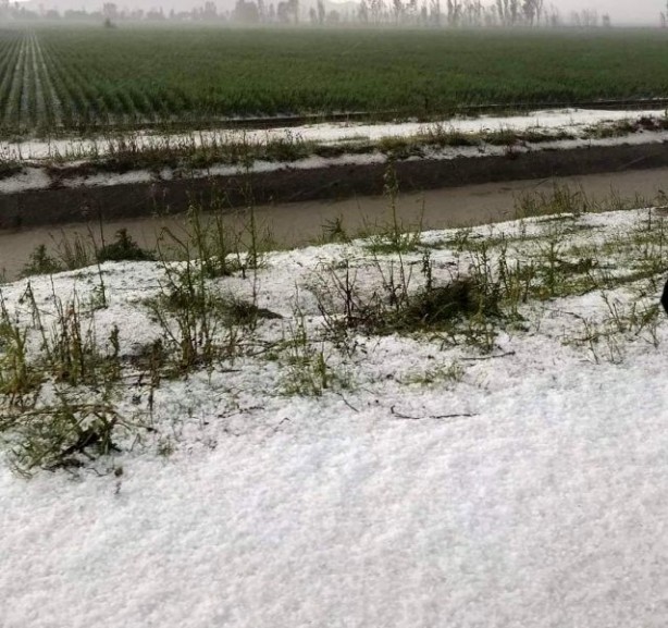 Foto - Dolu yağışı tarım arazilerini dümdüz, koyunları telef etti! 