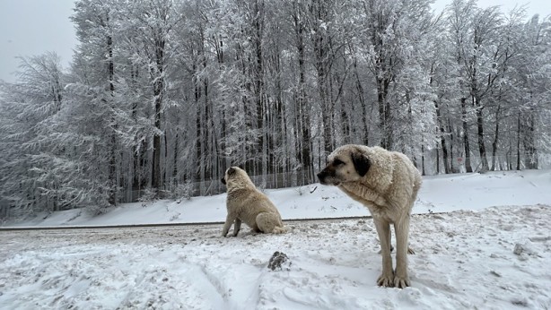 Foto - Domaniç Dağları'nda kar, buzlanma ve sis!