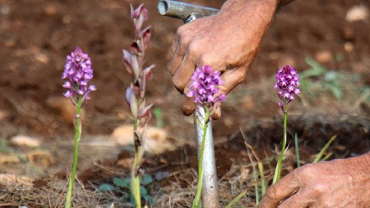 Foto - Domates-biber gitti, yerine bu geldi! Çiftçiler, çılgınlar gibi her yere onu ekiyor! Bu ürün sayesinde servet kazanıyorlar