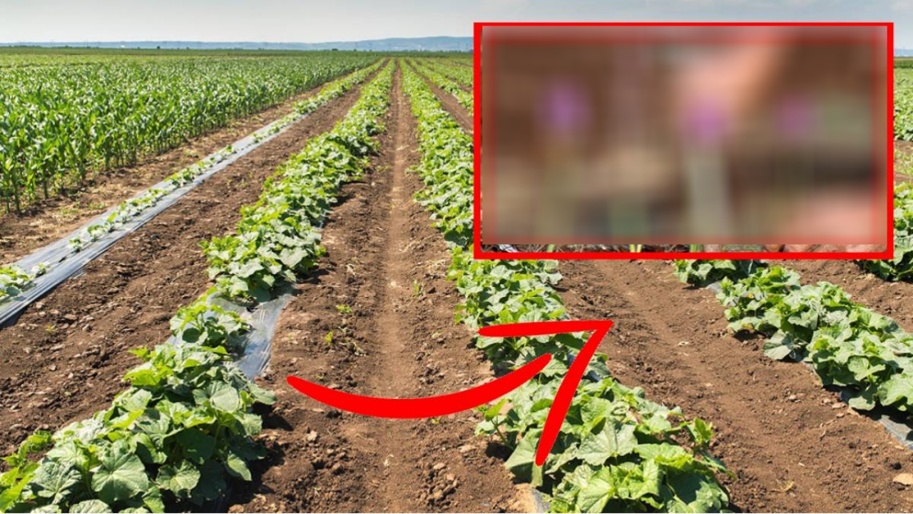 Domates-biber gitti, yerine bu geldi! Çiftçiler, çılgınlar gibi her yere onu ekiyor! Bu ürün sayesinde servet kazanıyorlar