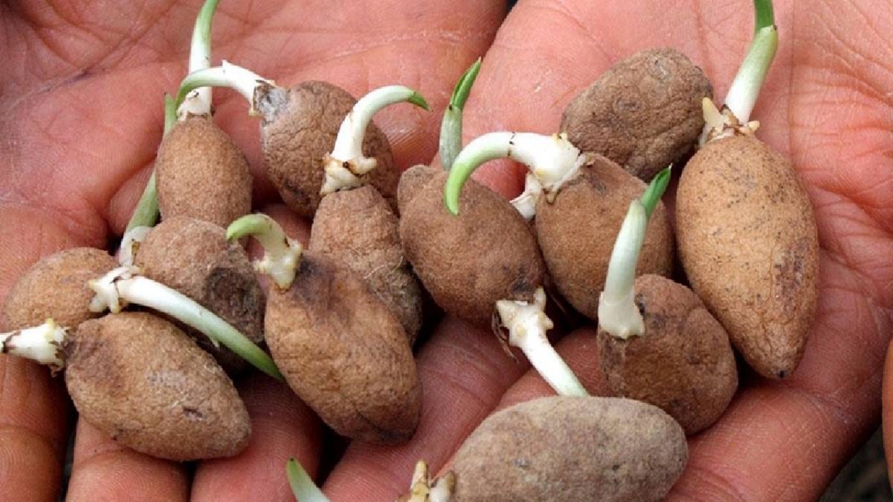 Foto - Domates-biber gitti, yerine bu geldi! Çiftçiler, çılgınlar gibi her yere onu ekiyor! Bu ürün sayesinde servet kazanıyorlar