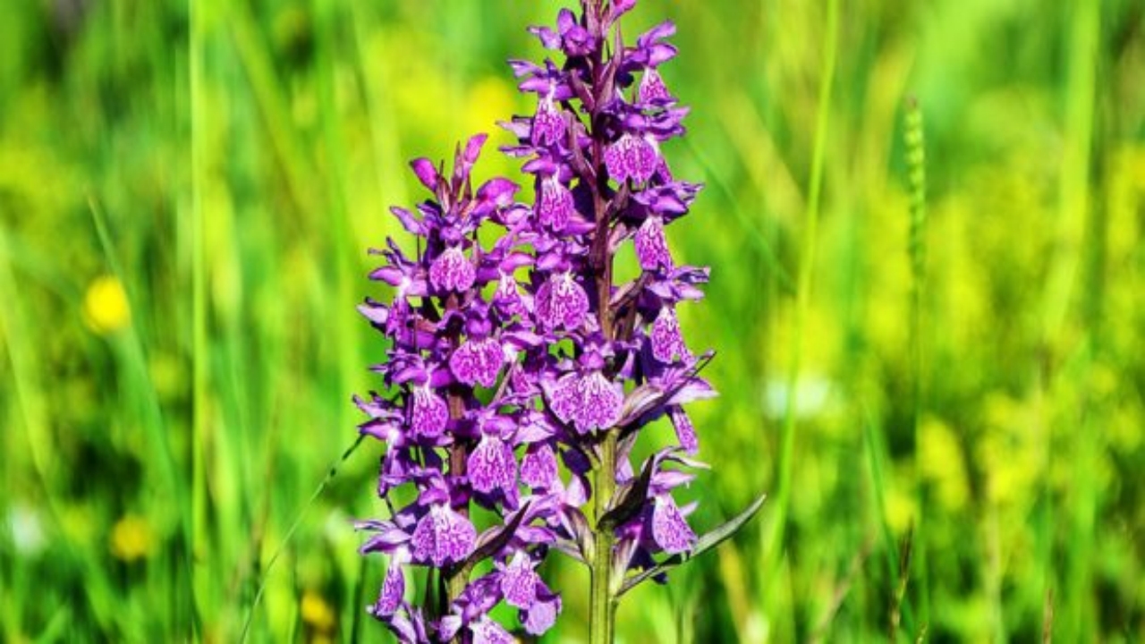 Foto - Domates-biber gitti, yerine bu geldi! Çiftçiler, çılgınlar gibi her yere onu ekiyor! Bu ürün sayesinde servet kazanıyorlar