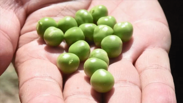 Foto - Domates salatalık yemeden önce 10 kez düşünün! Sebze sanıyorduk: Meğer…