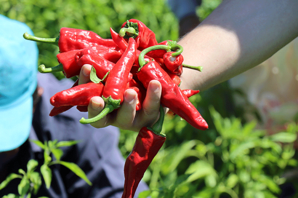 Foto - Domates salatalık yemeden önce 10 kez düşünün! Sebze sanıyorduk: Meğer…