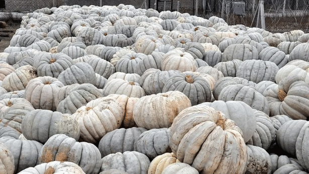 Foto - Domates salatalık yemeden önce 10 kez düşünün! Sebze sanıyorduk: Meğer…