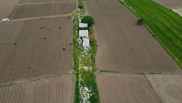 Domates tarlalarının arasında öylece kalakaldı!