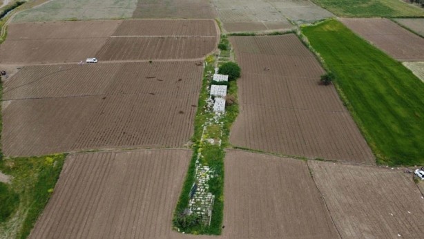 Foto - Domates tarlalarının arasında öylece kalakaldı!