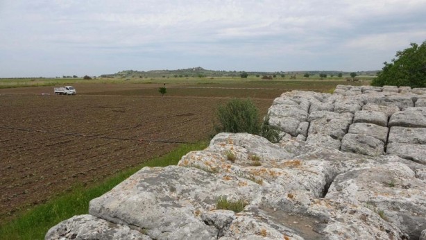 Foto - Domates tarlalarının arasında öylece kalakaldı!