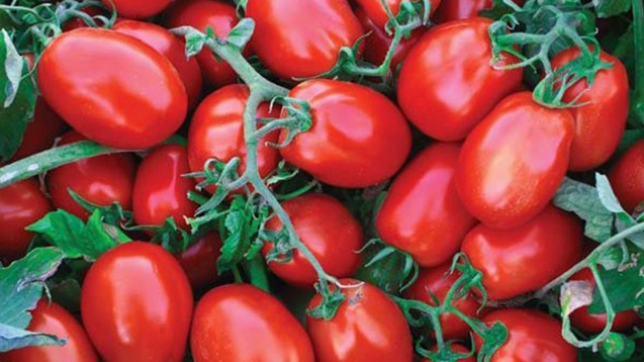 Foto - Domates yiyenler dikkat: Bunu gördüğünüz an hemen geri bırakın