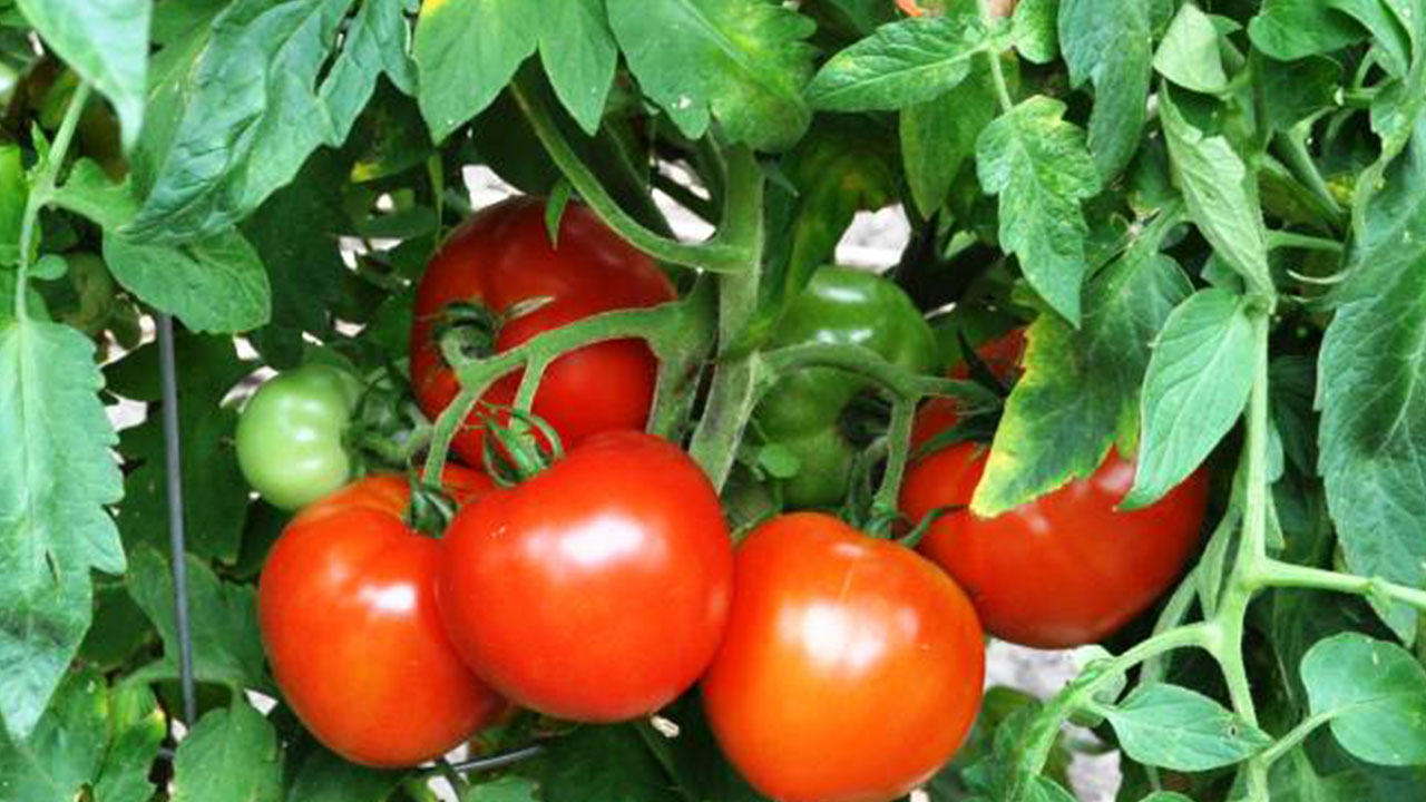 Foto - Domates yiyenler dikkat: Bunu gördüğünüz an hemen geri bırakın