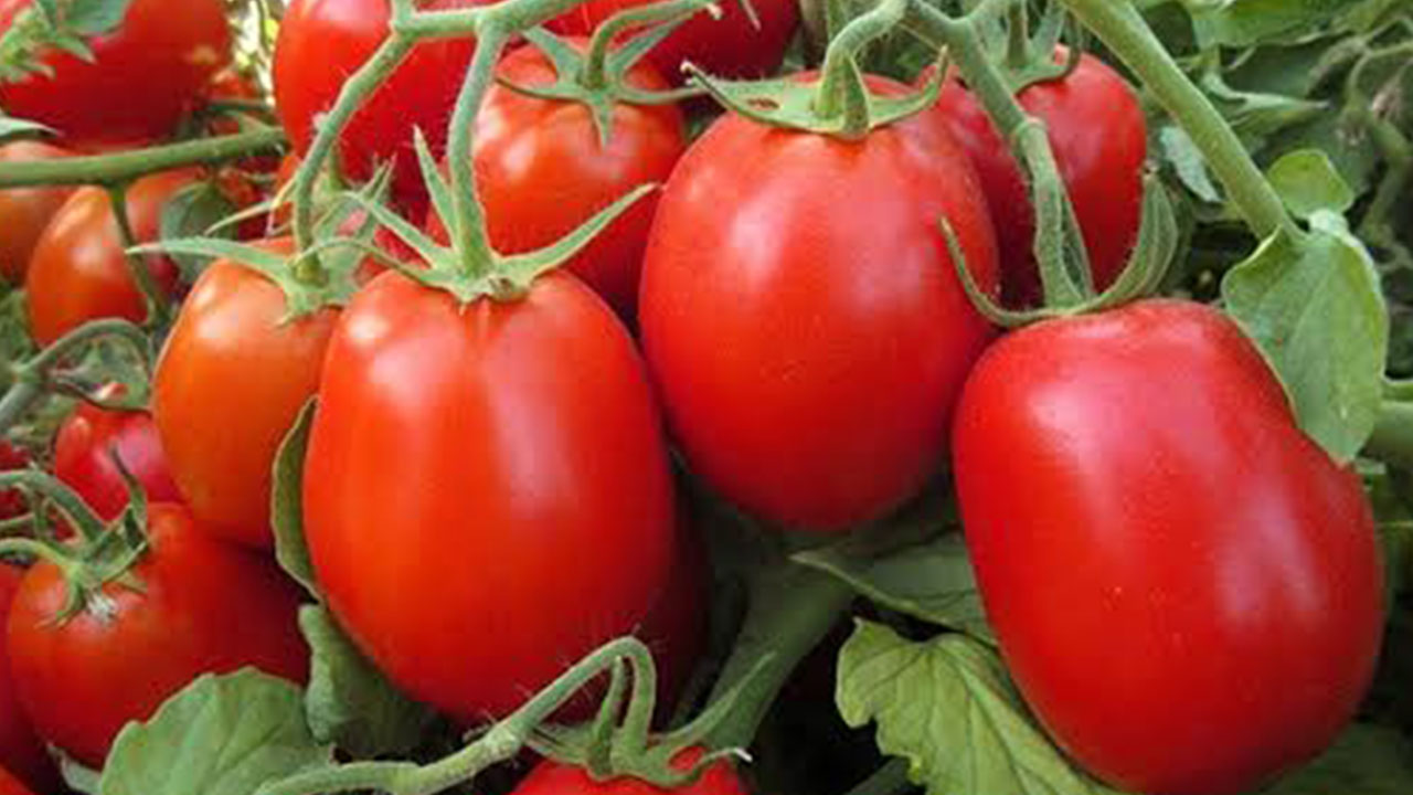 Foto - Domates yiyenler dikkat: Bunu gördüğünüz an hemen geri bırakın