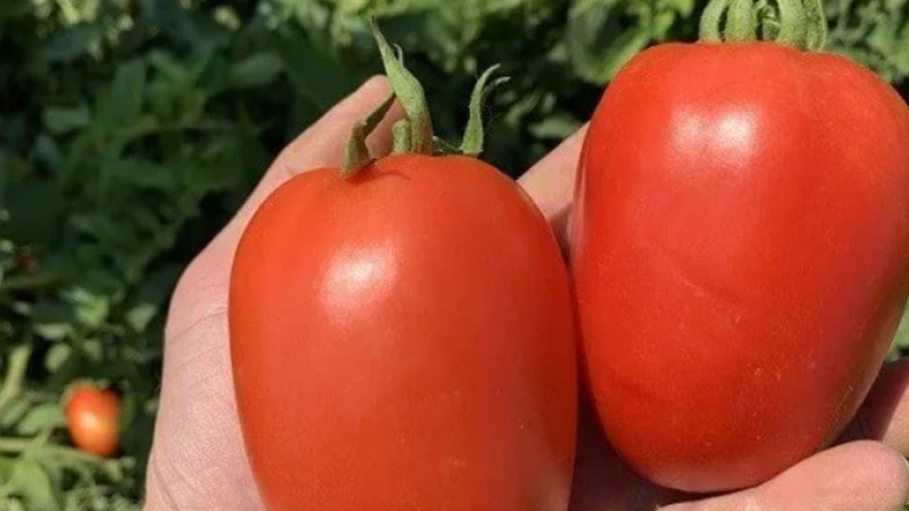 Foto - Domates yiyenler dikkat: Bunu gördüğünüz an hemen geri bırakın
