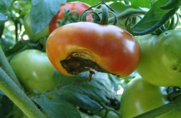 Foto - Domatesi sakın ha sakın böyle tüketmeyin! Bunu yapan, hastane hastane dolaşıp başını taşlara vuracak
