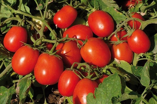 Foto - Domatesin sağlığa etkisi şaşırtacak cinsten