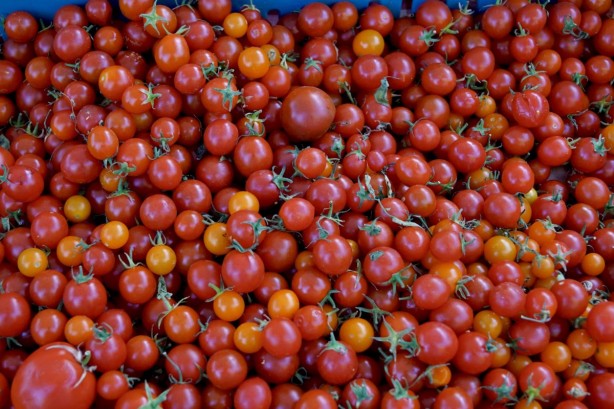Foto - Domatesin sağlığa etkisi şaşırtacak cinsten