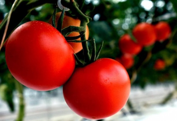 Foto - Domatesin sağlığa etkisi şaşırtacak cinsten