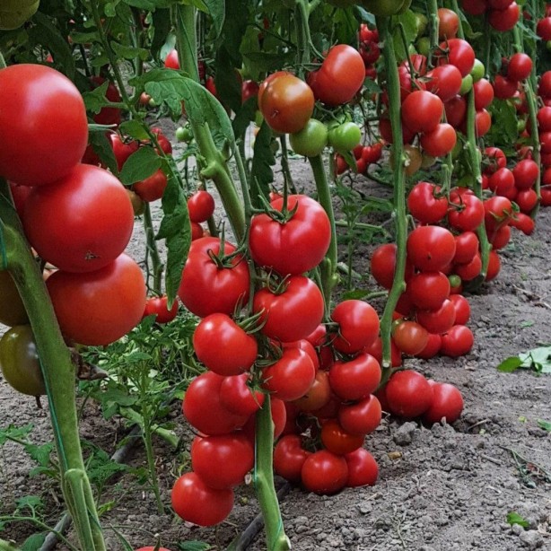 Foto - Domatesin sağlığa etkisi şaşırtacak cinsten