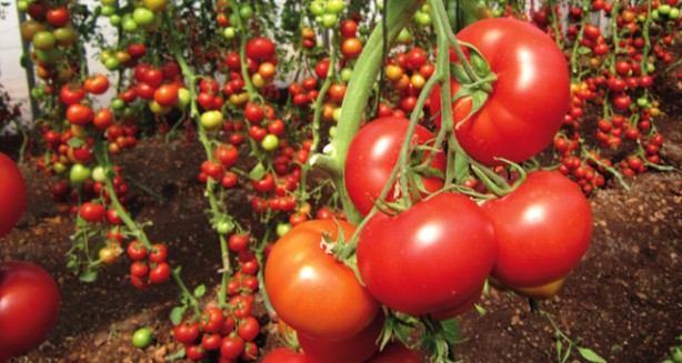 Foto - Domatesin sağlığa etkisi şaşırtacak cinsten