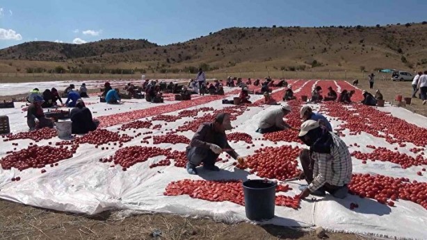 Foto - Domatesler güneşe serildi! 7 ülkeye gidecek
