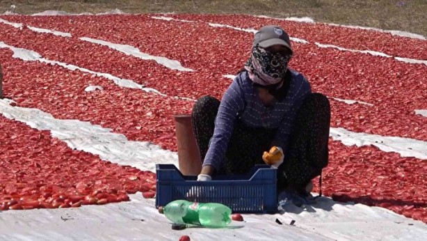 Foto - Domatesler güneşe serildi! 7 ülkeye gidecek