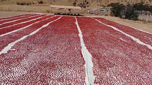 Foto - Domatesler güneşe serildi! 7 ülkeye gidecek