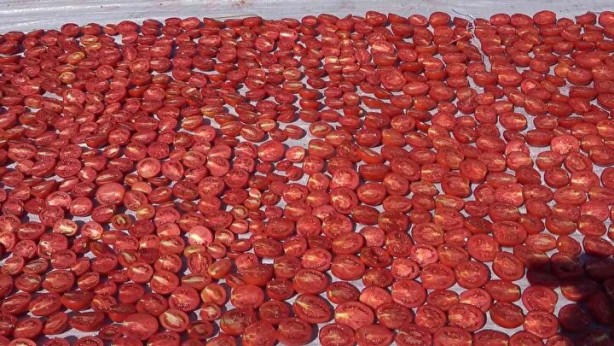 Foto - Domatesler güneşe serildi! 7 ülkeye gidecek