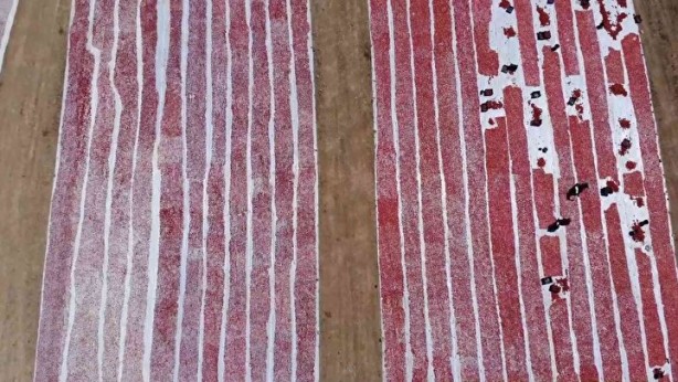 Foto - Domatesler güneşe serildi! 7 ülkeye gidecek