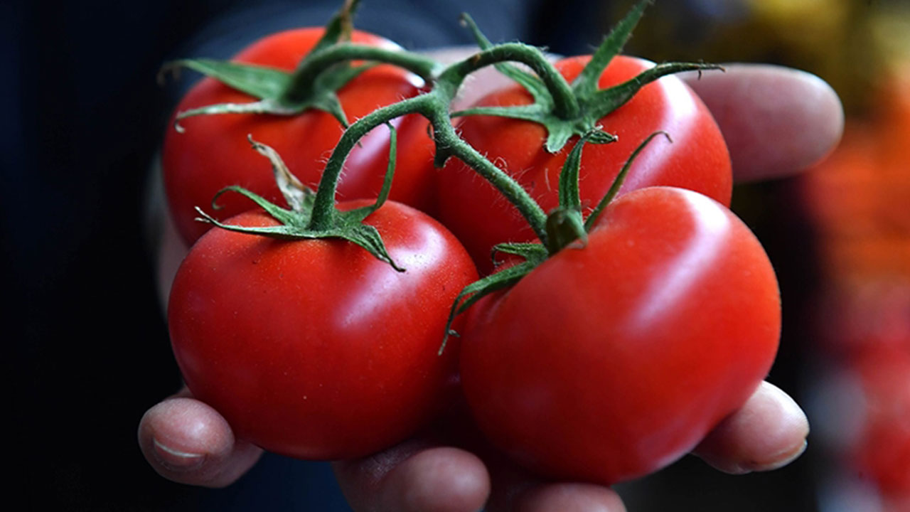 Foto - Domatesler raflardan acil olarak toplatılıyor: Sakın tüketmeyin uyarısı geldi