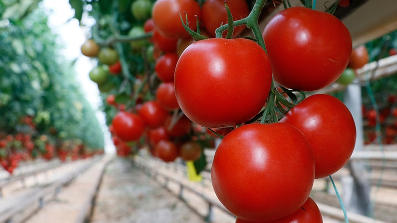 Foto - Domatesler raflardan acil olarak toplatılıyor: Sakın tüketmeyin uyarısı geldi