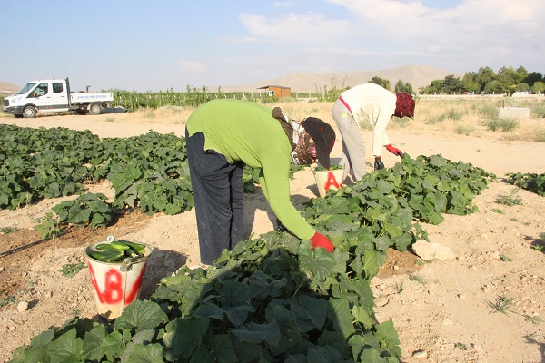 Foto - Domatesten salatalığa, kavundan karpuza… Burada ne alırsan sadece 1 lira