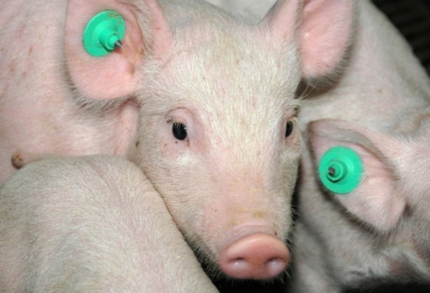 Foto - ABD'li bilim insanları domuz bedeninde insan organı yetiştirilecek