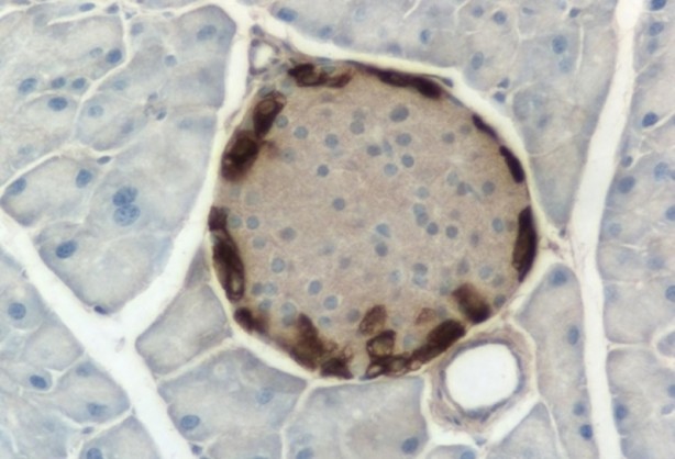 Foto - ABD'li bilim insanları domuz bedeninde insan organı yetiştirilecek