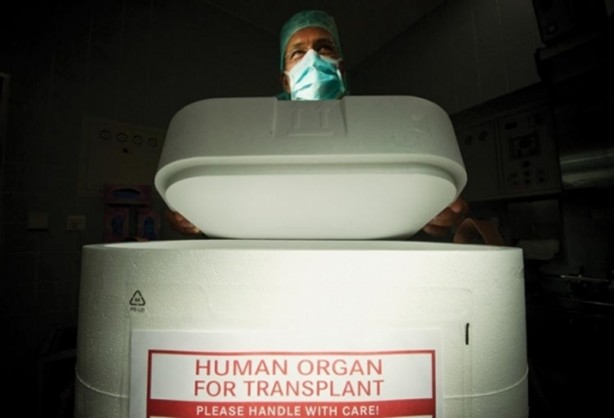 Foto - ABD'li bilim insanları domuz bedeninde insan organı yetiştirilecek