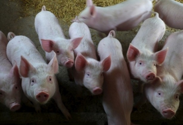 Foto - ABD'li bilim insanları domuz bedeninde insan organı yetiştirilecek