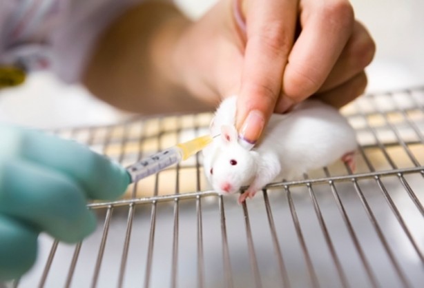 Foto - ABD'li bilim insanları domuz bedeninde insan organı yetiştirilecek