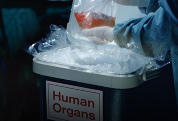 Foto - ABD'li bilim insanları domuz bedeninde insan organı yetiştirilecek