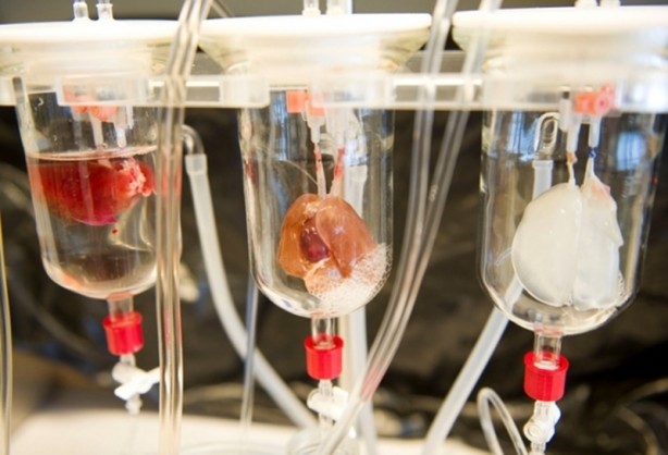 Foto - ABD'li bilim insanları domuz bedeninde insan organı yetiştirilecek