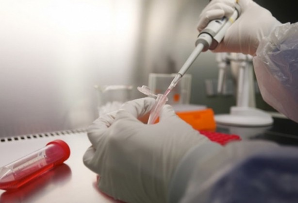 Foto - ABD'li bilim insanları domuz bedeninde insan organı yetiştirilecek