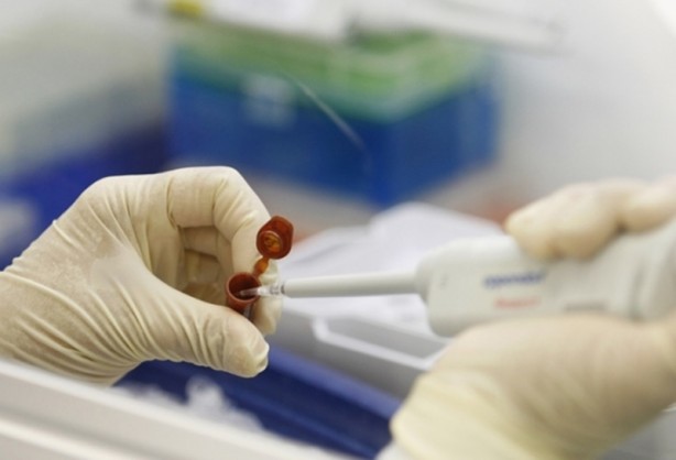 ABD'li bilim insanları domuz bedeninde insan organı yetiştirilecek