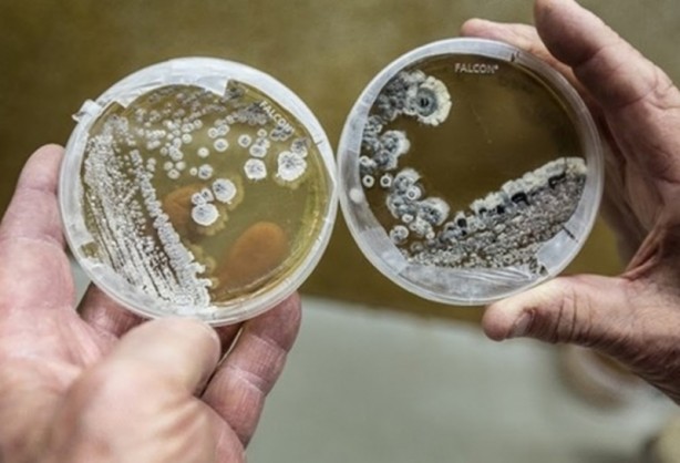 Foto - ABD'li bilim insanları domuz bedeninde insan organı yetiştirilecek