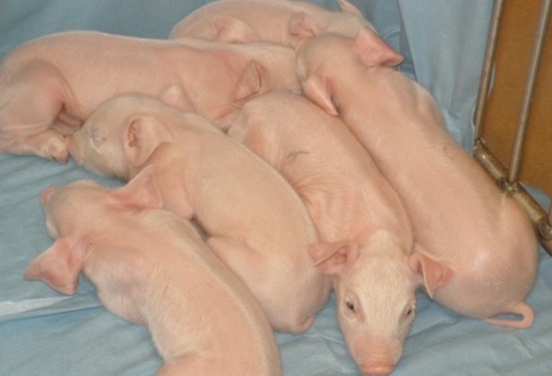 Foto - ABD'li bilim insanları domuz bedeninde insan organı yetiştirilecek